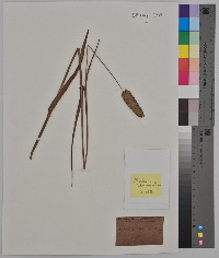 Phalaris caroliniana image