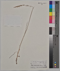 Poa arachnifera image