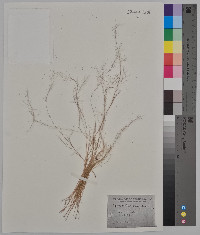 Muhlenbergia ramulosa image