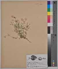 Phlox bifida image