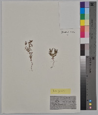 Phlox gracilis image