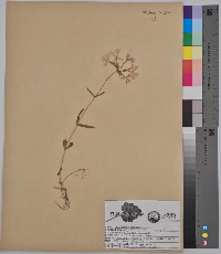 Phlox pilosa var. virens image