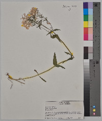 Phlox stolonifera image