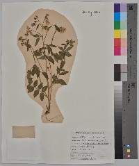 Polemonium reptans image