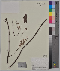 Eriogonum longifolium image