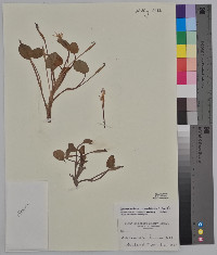 Heteranthera rotundifolia image