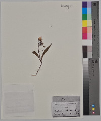 Claytonia caroliniana image