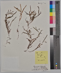 Potamogeton obtusifolius image