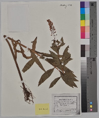 Lysimachia stricta image