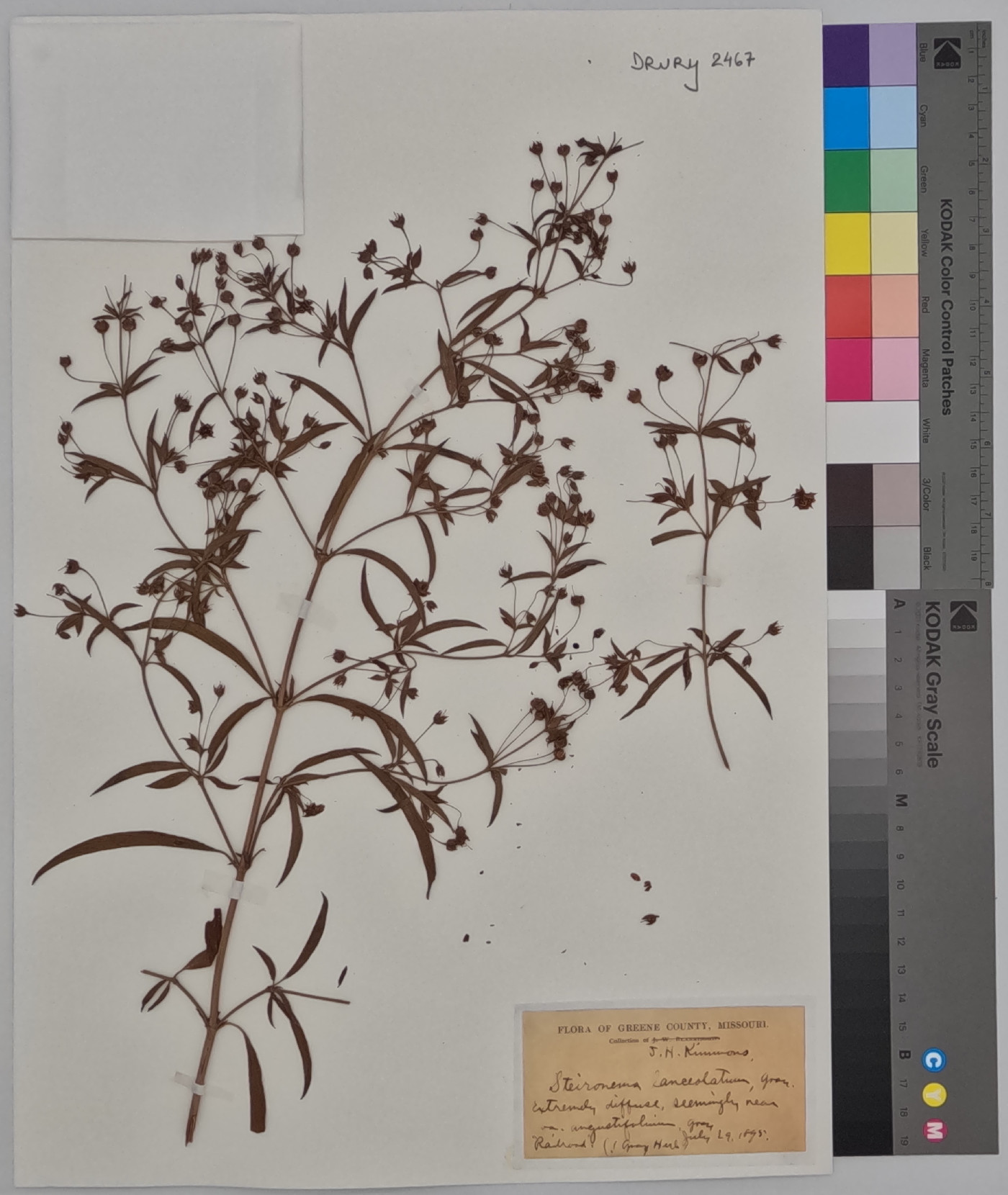 Steironema lanceolatum var. angustifolium image