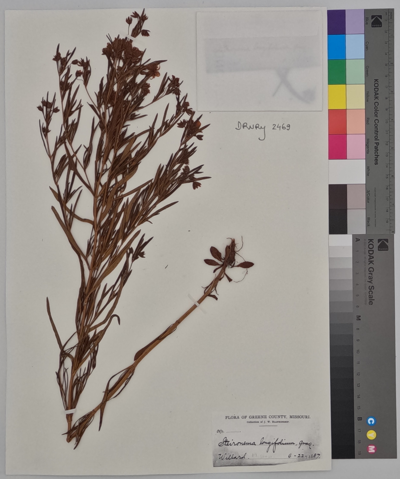 Steironema longifolium image