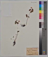 Anemonella thalictroides image