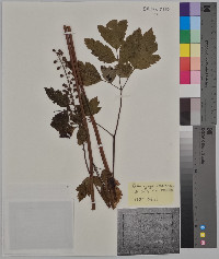 Actaea racemosa image