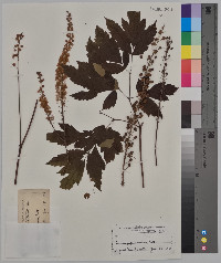 Actaea racemosa image