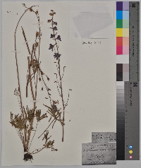 Delphinium exaltatum image