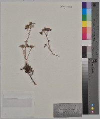 Delphinium scopulorum image