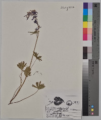 Delphinium tricorne image