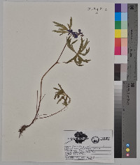 Delphinium tricorne image