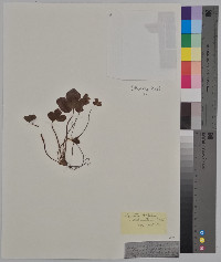 Hepatica triloba image