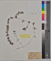 Ranunculus aquatilis image