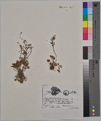 Ranunculus micranthus image