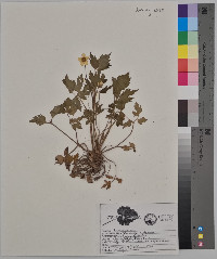 Ranunculus septentrionalis image