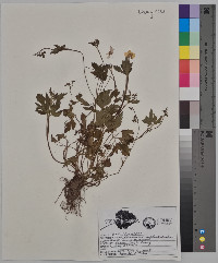 Ranunculus septentrionalis image