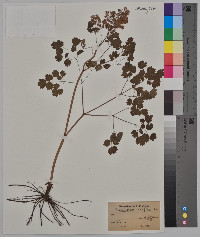 Thalictrum confine image