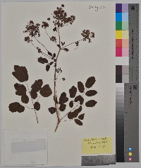 Thalictrum cornuti image