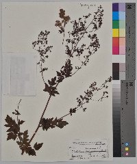 Thalictrum purpurascens image