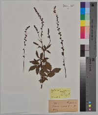 Agrimonia eupatoria image