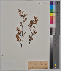 Amelanchier canadensis image