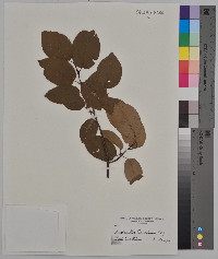 Amelanchier canadensis image