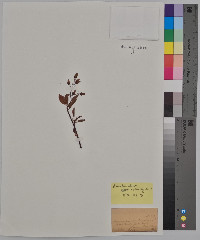 Amelanchier rotundifolia image