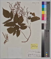 Spiraea aruncus image