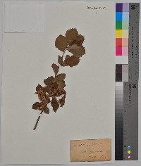 Photinia glabra image