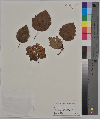 Crataegus tomentosa image