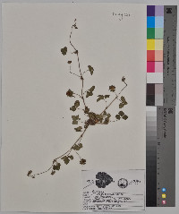 Potentilla indica image