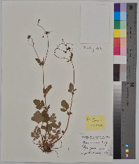 Geum vernum image