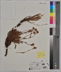 Ivesia gordonii image