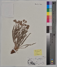 Ivesia pickeringii image