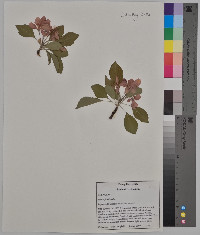 Malus floribunda image