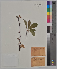 Prunus cerasus image