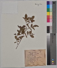 Rosa arkansana image