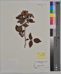 Rosa setigera image