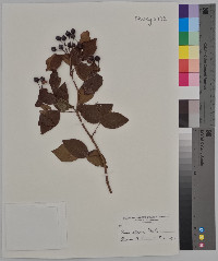 Rosa setigera image