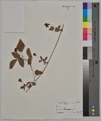 Rubus canadensis image