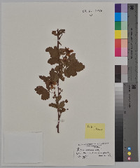 Rubus villosus image