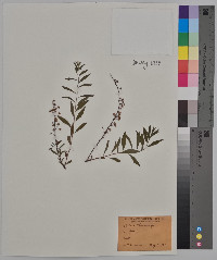 Spiraea thunbergii image