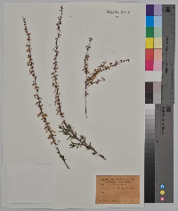 Spiraea thunbergii image